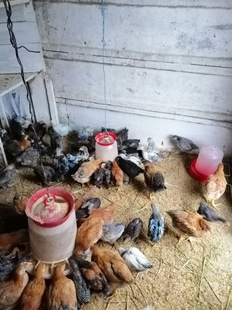  - Pui de găină 2019 un nou inceput