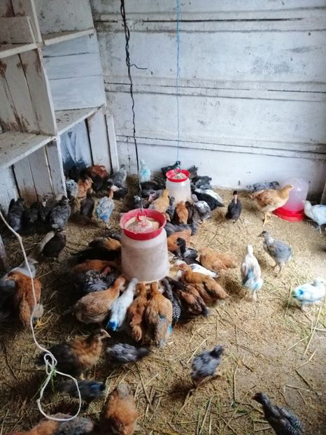  - Pui de găină 2019 un nou inceput