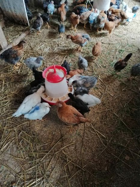  - Pui de găină 2019 un nou inceput