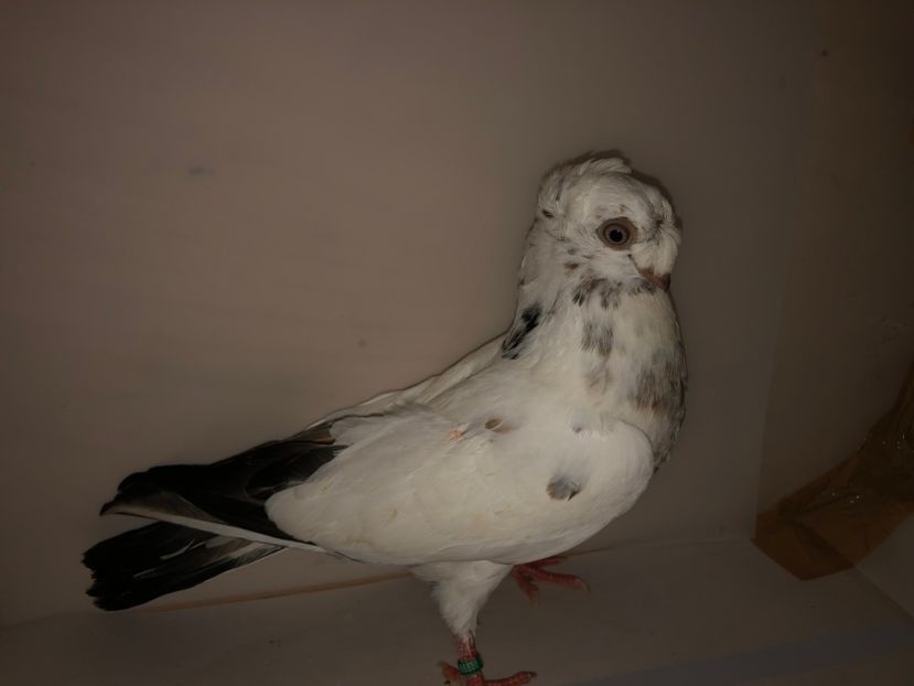 6888  mascul  2019_1 - pui 2019 BM