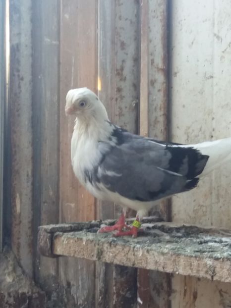  - Jucători de constanta 2019