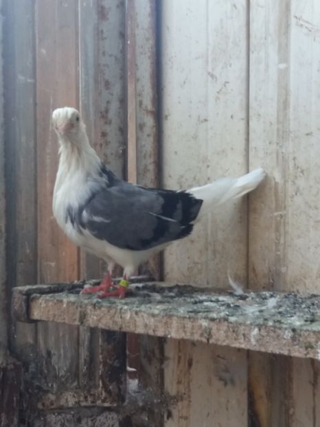  - Jucători de constanta 2019