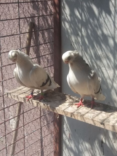  - Jucători de constanta 2019