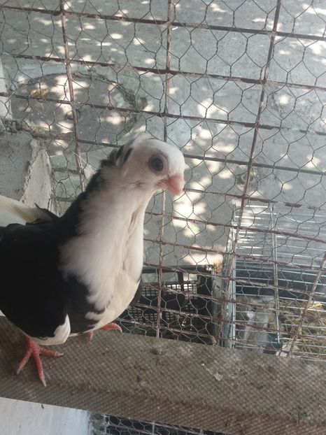  - Jucători de constanta 2019