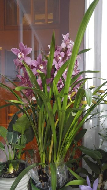  - amalgam alte flori 2019