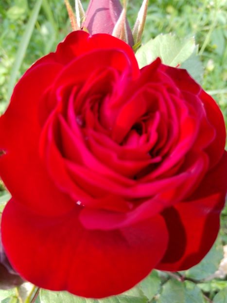 6 iunie - Trandafiri 2019