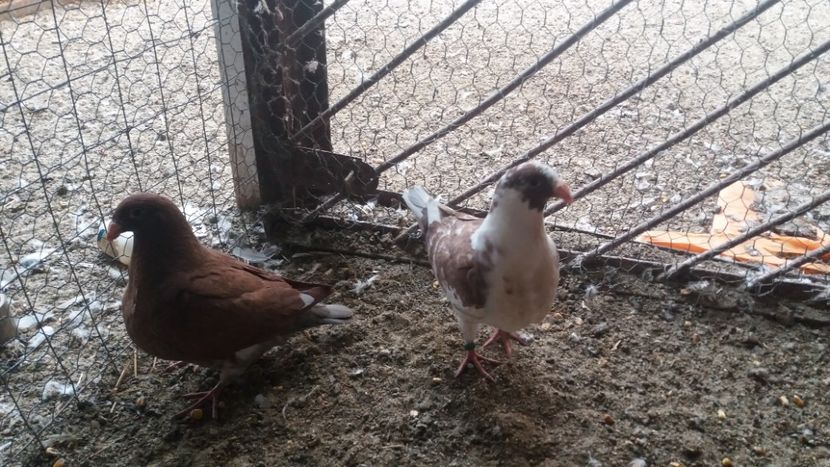  - Pui de americani 2019