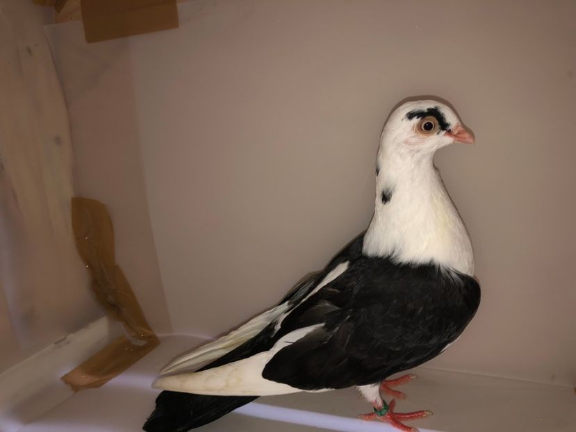 6834  femelă  2019_1 - tineret 2019