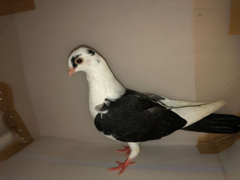 6834  femelă  2019_2 - tineret 2019