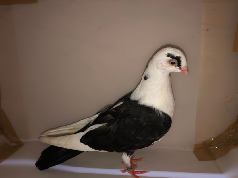 6834  femelă  2019_3 - tineret 2019