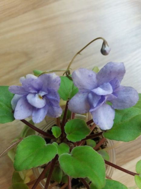  - ZZ Cedar Creek Stormy