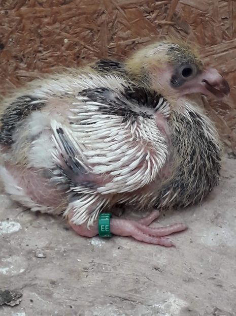 Agh - Tineret AGH 2019