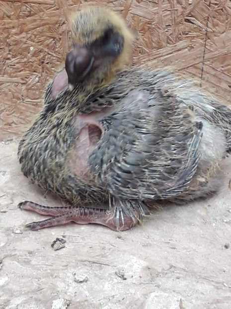 Agh - Tineret AGH 2019