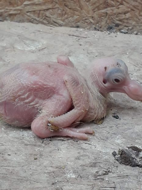 Agh - Tineret AGH 2019