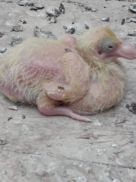 Agh - Tineret AGH 2019