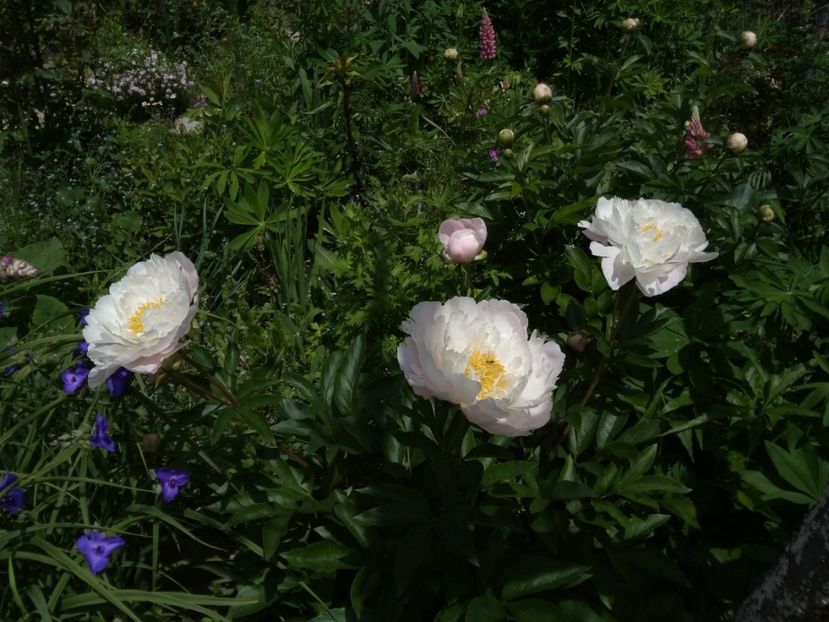 Miss America - mai spre final