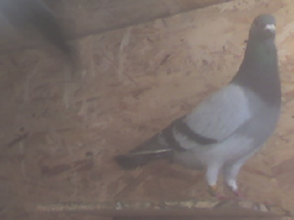 m 09 - 00-Poze Porumbei 2o1o