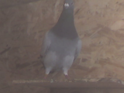 m 09 - 00-Poze Porumbei 2o1o