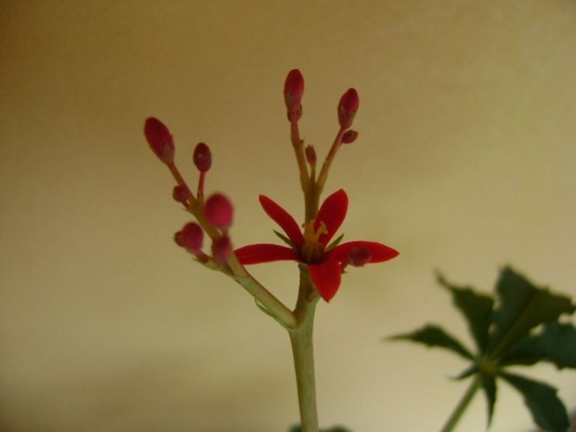 Jatropha berlandieri - Caudiciforme si bulbi 2019