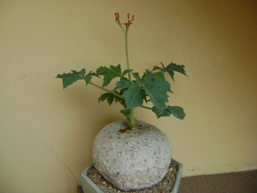 Jatropha berlandieri - Caudiciforme si bulbi 2019