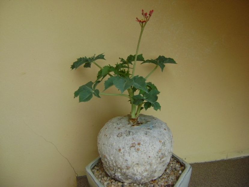 Jatropha berlandieri - Caudiciforme si bulbi 2019