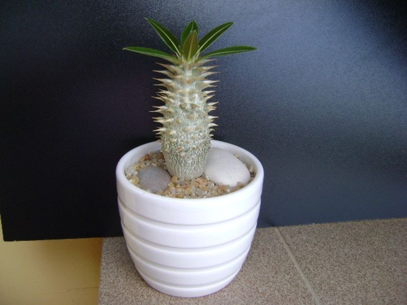 Pachypodium horombense - Caudiciforme si bulbi 2019