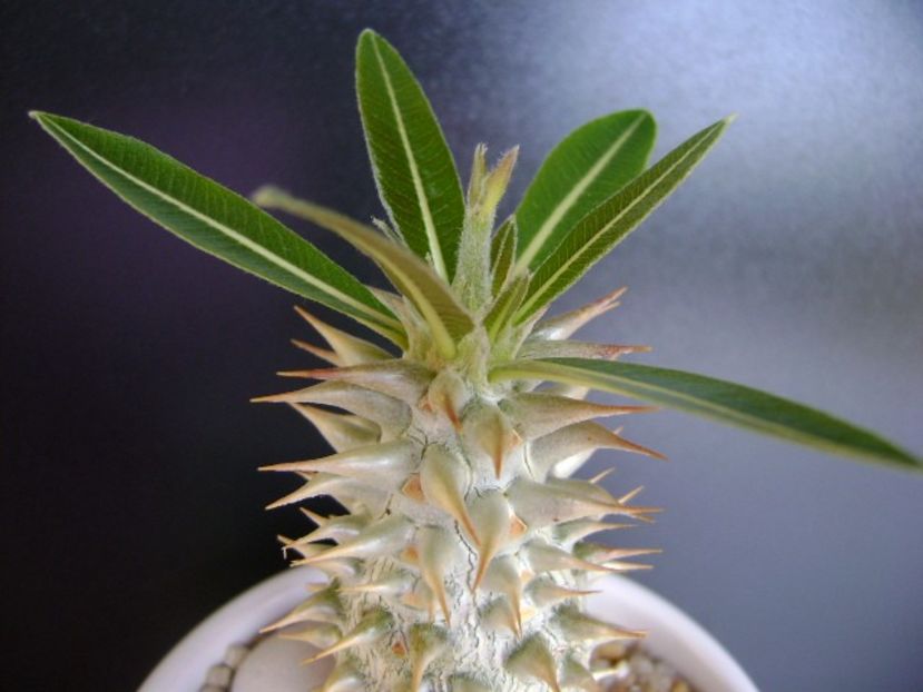 Pachypodium horombense - Caudiciforme si bulbi 2019