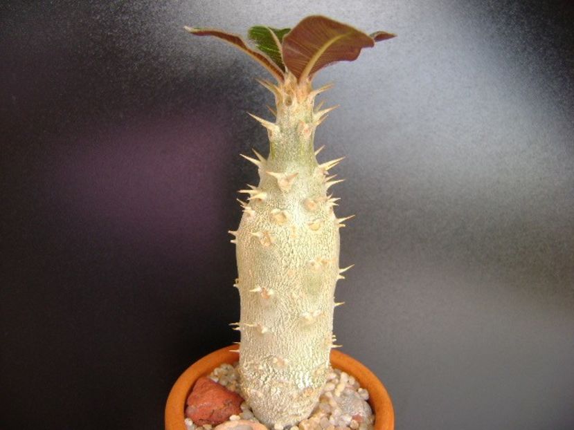 Pachypodium rosulatum - Caudiciforme si bulbi 2019