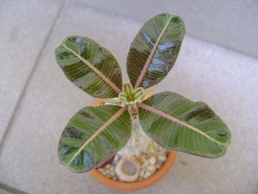 Pachypodium rosulatum - Caudiciforme si bulbi 2019