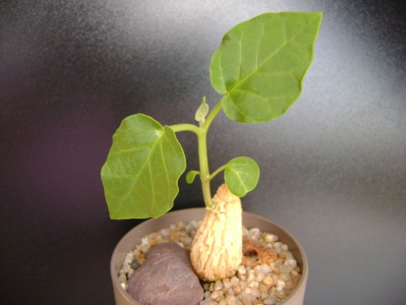 Matelea cyclophylla - Caudiciforme si bulbi 2019