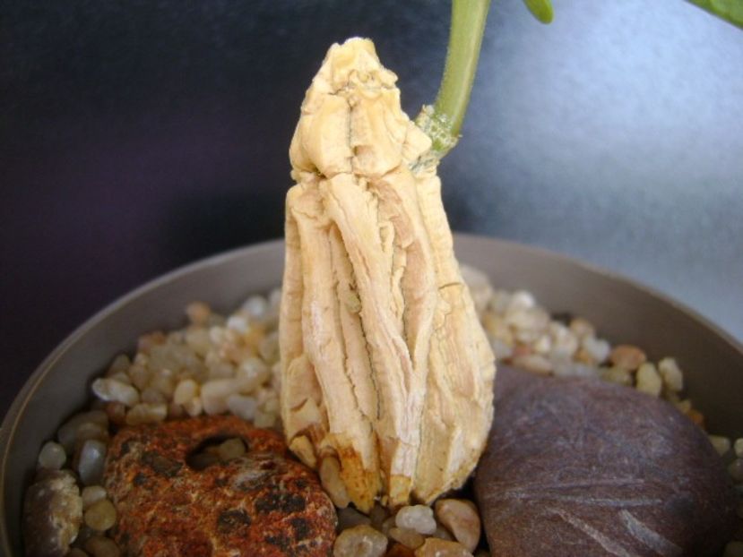 Matelea cyclophylla - Caudiciforme si bulbi 2019