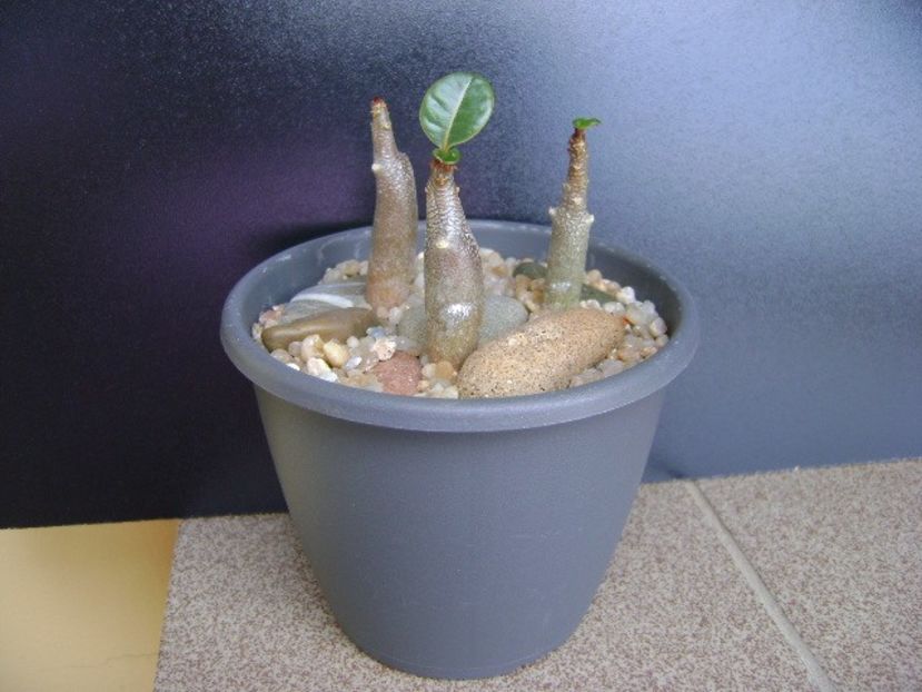 Adenium dhofarense - Caudiciforme si bulbi 2019