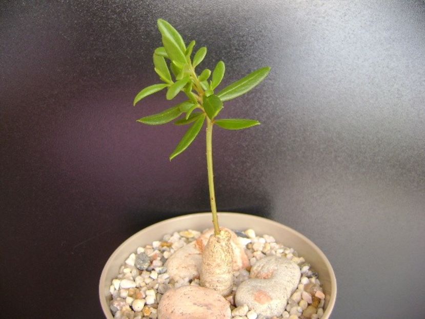Talinum caffrum - Caudiciforme si bulbi 2019