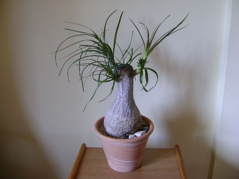 Beaucarnea recurvata (Nolina) - Caudiciforme si bulbi 2019