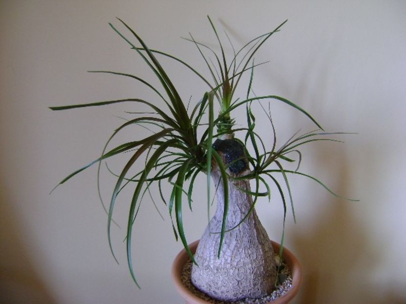Beaucarnea recurvata (Nolina) - Caudiciforme si bulbi 2019