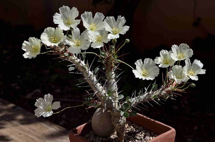Monsonia crassicaulis - Whish list pentru viata urmatoare1