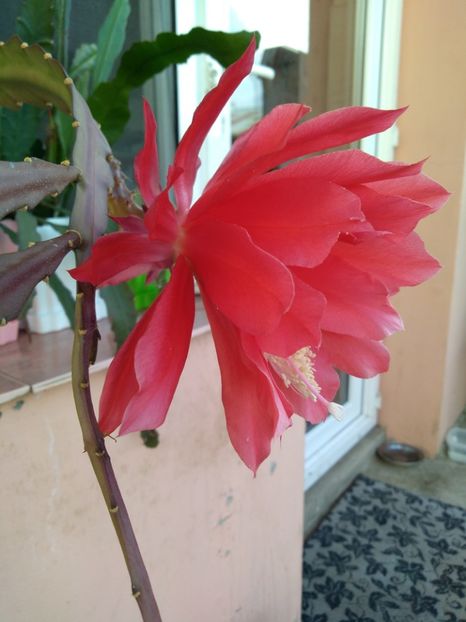  - Epiphyllum