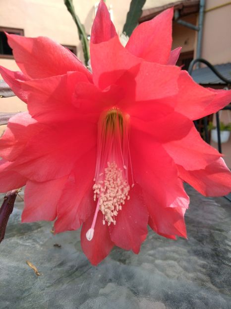  - Epiphyllum