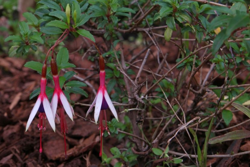 Fuchsia-magellanica-var-arauco - Îmi doresc