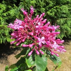 fuchsia-paniculata - Îmi doresc