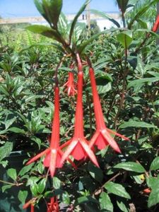 Fuchsia-boliviana4 - Îmi doresc