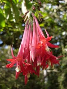 220px-Fuchsia-boliviana-Réunion - Îmi doresc