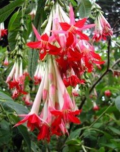 bafc500f6c33a1e9251962c4d0668639--exotic-flowers-beautiful-flowers - Îmi doresc