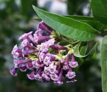 images (14) - Îmi doresc