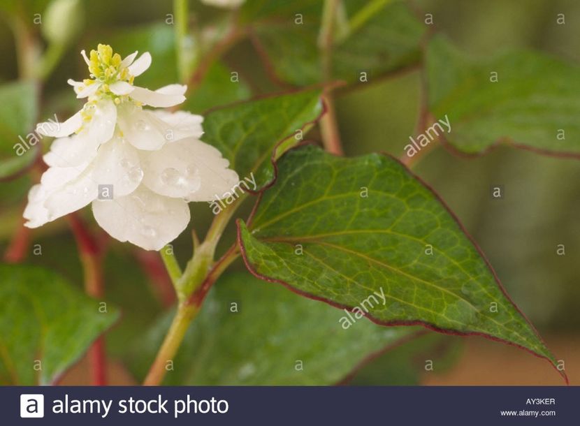 houttuynia-cordata-flore-pleno-close-up-of-small-yellow-green-flowers-AY3KER - Îmi doresc