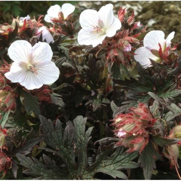 GERBLAW-500x500 - Îmi doresc