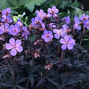 71S6BuvgkhL._SY355_ - Îmi doresc