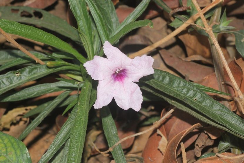 33199604756_e9d22b9311_b - Îmi doresc