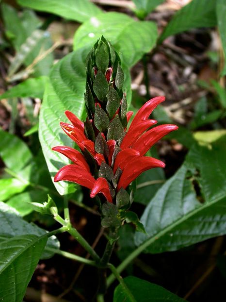 Justicia1 - Îmi doresc