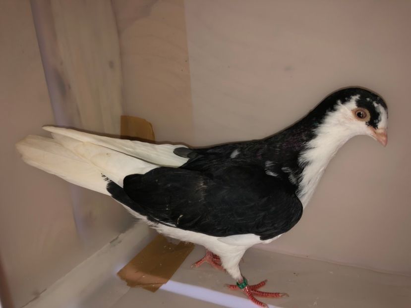 6809  mascul  2019_1 - tineret 2019